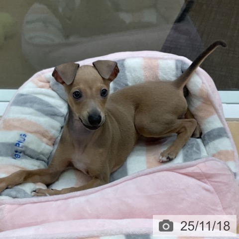 イタリアン・グレーハウンドの写真