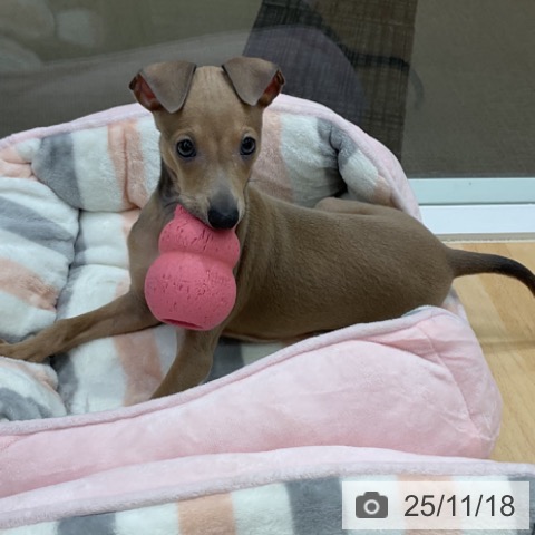 イタリアン・グレーハウンドの写真