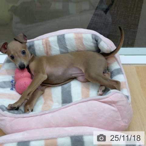 イタリアン・グレーハウンドの写真