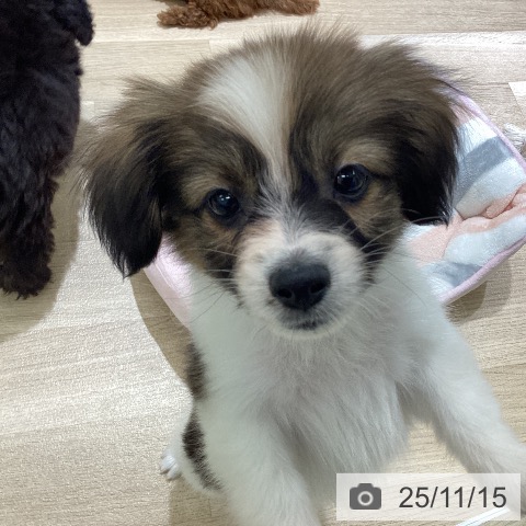 パピヨンの写真