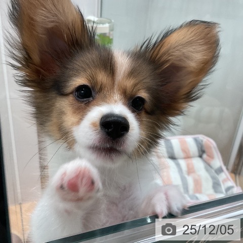 愛知県のパピヨン (ペットプラス 名古屋茶屋店/2025年9月14日生まれ/男の子/ホワイトブラウン)の子犬の4枚目の画像