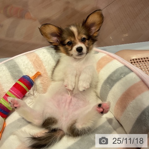 愛知県のパピヨン (ペットプラス 名古屋茶屋店/2025年9月14日生まれ/男の子/ホワイトブラウン)の子犬の3枚目の画像