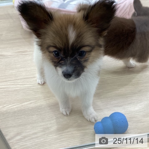 パピヨンの写真