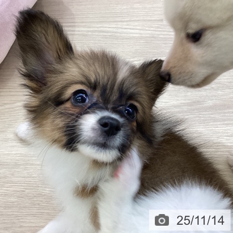 パピヨンの写真