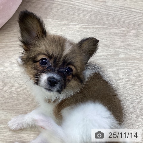 パピヨンの写真