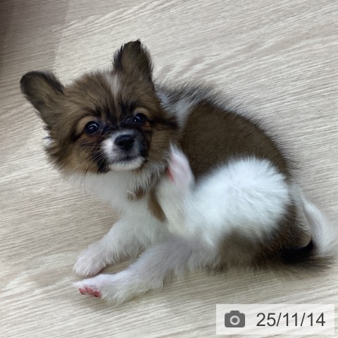 パピヨンの写真