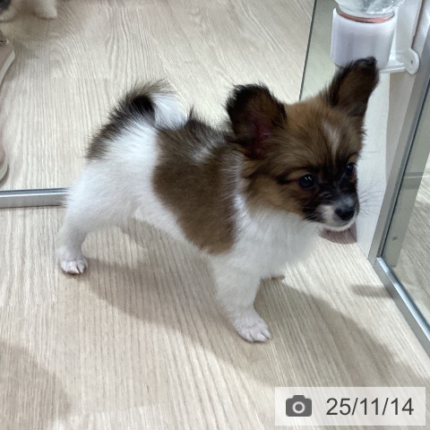 パピヨンの写真