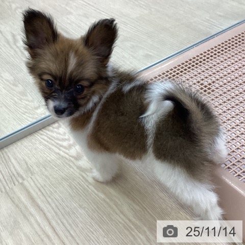 パピヨンの写真