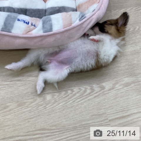 パピヨンの写真