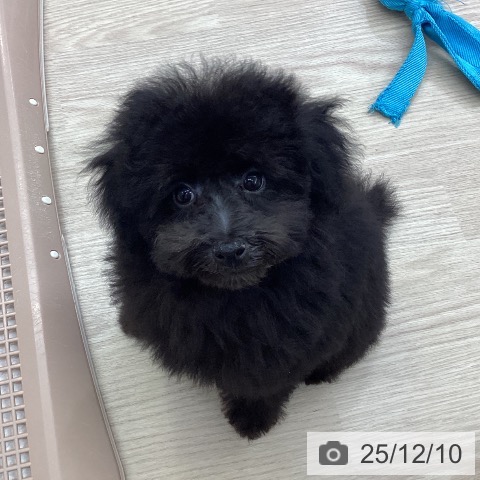石川県のトイプードル(トイ) (ペットプラス 白山店/2025年9月12日生まれ/男の子/ブラック)の子犬の4枚目の画像