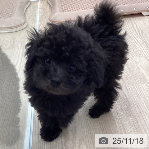 トイ・プードルの写真