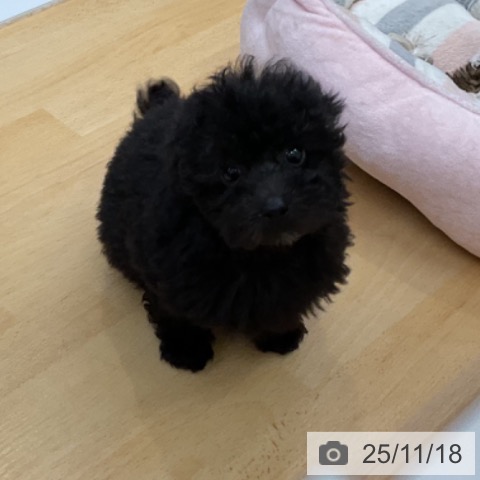 トイ・プードルの写真