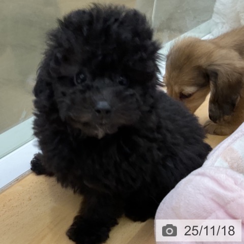 トイ・プードルの写真