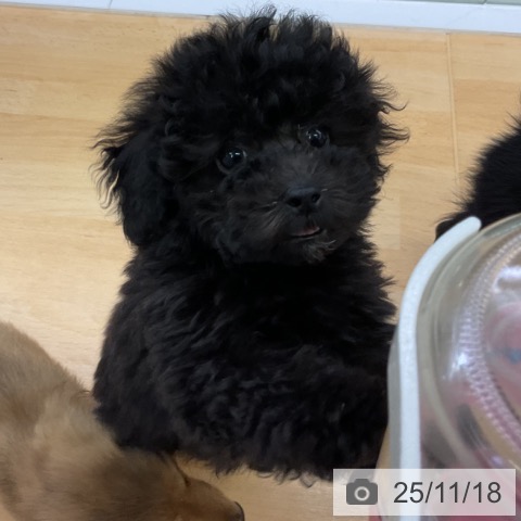 トイ・プードルの写真