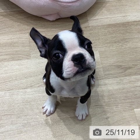 三重県のボストンテリア (ペッツワン 桑名店/2025年9月13日生まれ/男の子/ボストンカラー)の子犬の4枚目の画像