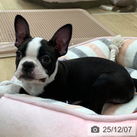 三重県のボストンテリア (ペッツワン 桑名店/2025年9月13日生まれ/男の子/ボストンカラー)の子犬の3枚目の画像