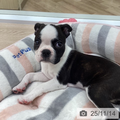 ボストン・テリアの写真