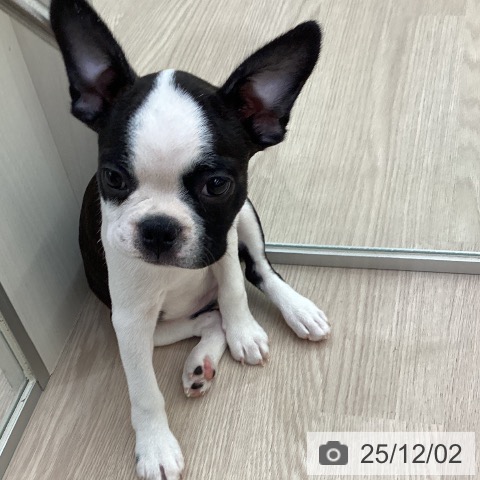 愛知県のボストンテリア (ペットプラス 豊橋牧野店/2025年9月13日生まれ/女の子/ボストンカラー)の子犬の4枚目の画像