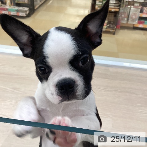愛知県のボストンテリア (ペットプラス 豊橋牧野店/2025年9月13日生まれ/女の子/ボストンカラー)の子犬の3枚目の画像