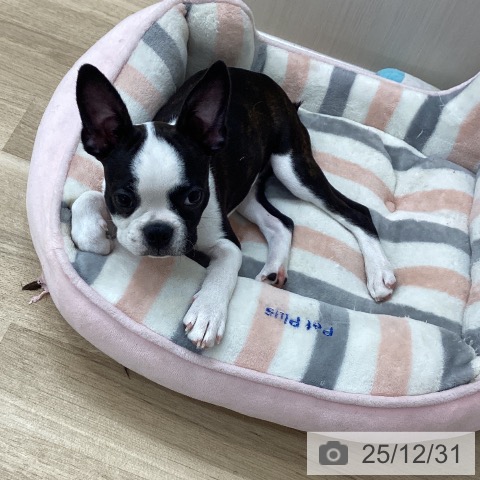 愛知県のボストンテリア (ペットプラス 豊橋牧野店/2025年9月13日生まれ/女の子/ボストンカラー)の子犬の3枚目の画像