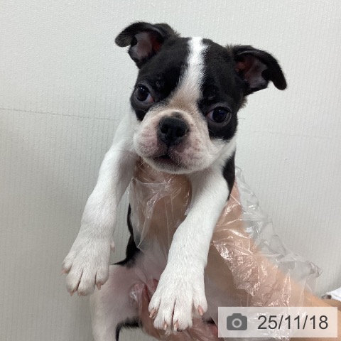 福井県のボストンテリア (ペットプラス 福井店/2025年9月13日生まれ/女の子/ボストンカラー)の子犬の4枚目の画像