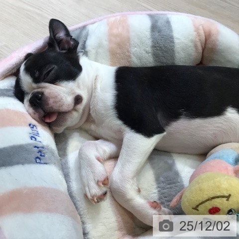 福井県のボストンテリア (ペットプラス 福井店/2025年9月13日生まれ/女の子/ボストンカラー)の子犬の3枚目の画像