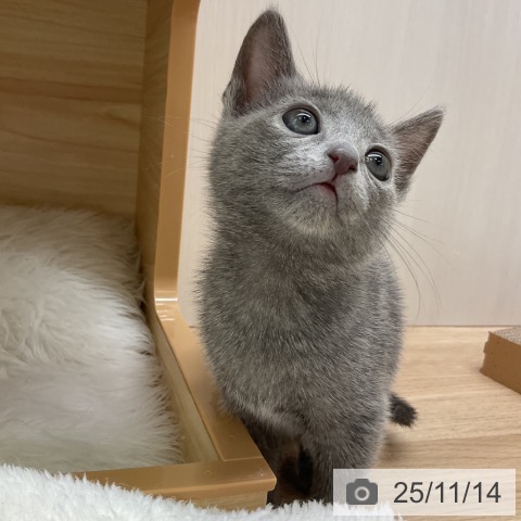 ロシアンブルーの写真