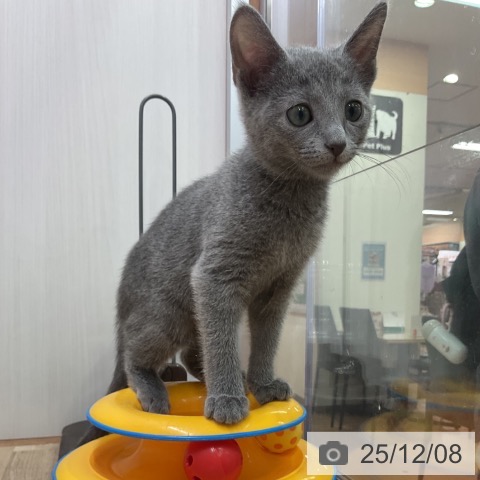 愛知県のロシアンブルー (ペットプラス イオンモール豊川店/2025年9月15日生まれ/女の子/ブルー)の子猫の4枚目の画像
