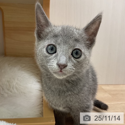 ロシアンブルーの写真