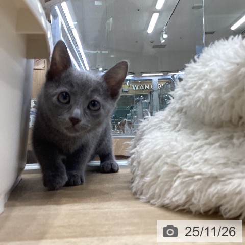 ロシアンブルーの写真