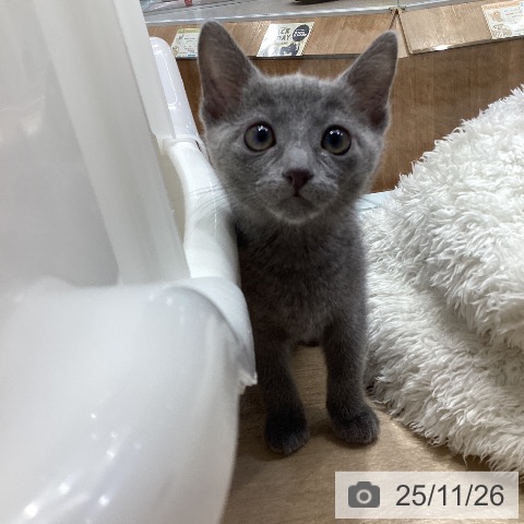 ロシアンブルーの写真