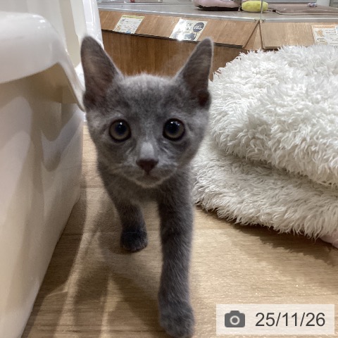 ロシアンブルーの写真