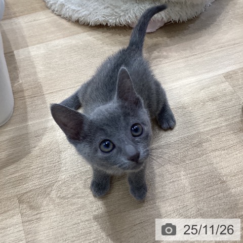 ロシアンブルーの写真