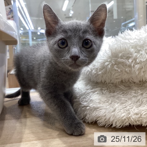 ロシアンブルーの写真