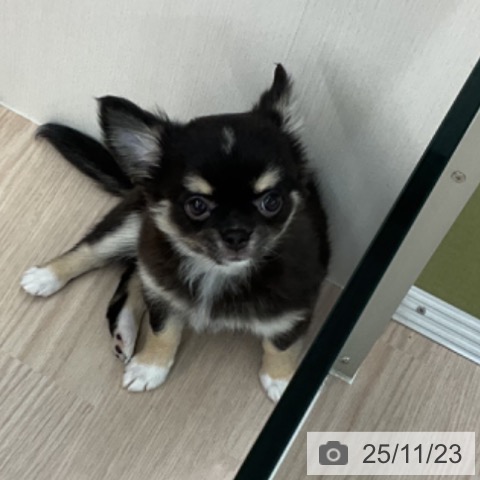 福井県のチワワ(ロング) (ペットプラス 福井店/2025年9月13日生まれ/女の子/ブラックタンホワイト)の子犬の4枚目の画像