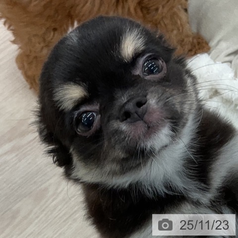 福井県のチワワ(ロング) (ペットプラス 福井店/2025年9月13日生まれ/女の子/ブラックタンホワイト)の子犬の3枚目の画像