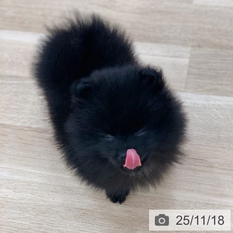 岐阜県のポメラニアン (ペットプラス 光ケ丘店/2025年9月12日生まれ/男の子/ブラック)の子犬の4枚目の画像