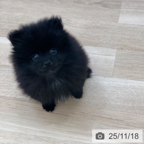 岐阜県のポメラニアン (ペットプラス 光ケ丘店/2025年9月12日生まれ/男の子/ブラック)の子犬の3枚目の画像