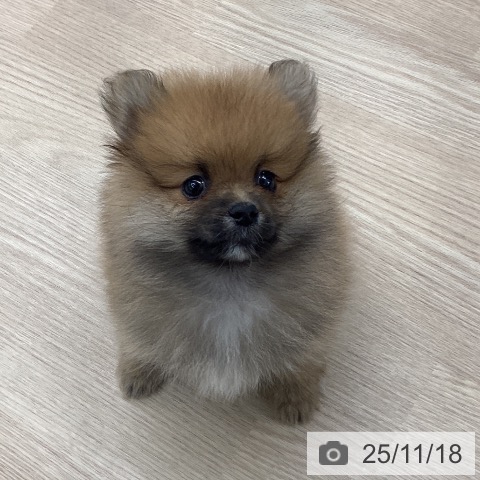 石川県のポメラニアン (ペットプラス 白山店/2025年9月12日生まれ/男の子/オレンジ)の子犬の4枚目の画像