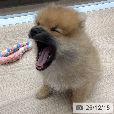 石川県のポメラニアン (ペットプラス 白山店/2025年9月12日生まれ/男の子/オレンジ)の子犬の4枚目の画像