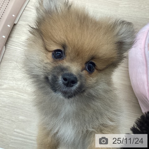 石川県のポメラニアン (ペットプラス 白山店/2025年9月12日生まれ/男の子/オレンジ)の子犬の3枚目の画像