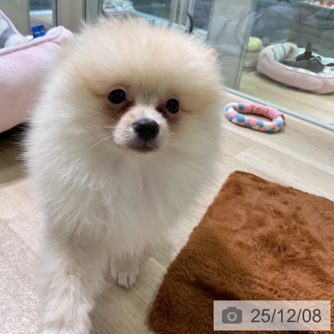 愛知県のポメラニアン (ペットプラス イオンモール豊川店/2025年9月12日生まれ/女の子/クリーム)の子犬の4枚目の画像