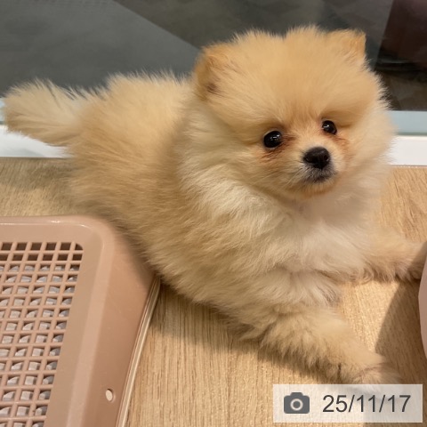愛知県のポメラニアン (ペットプラス イオンモール豊川店/2025年9月12日生まれ/女の子/クリーム)の子犬の3枚目の画像