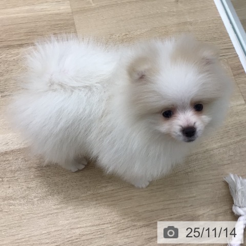 岐阜県のポメラニアン (ペットプラス 各務原店/2025年9月12日生まれ/女の子/ホワイトクリーム)の子犬の4枚目の画像
