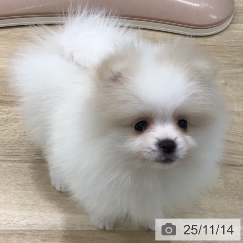 岐阜県のポメラニアン (ペットプラス 各務原店/2025年9月12日生まれ/女の子/ホワイトクリーム)の子犬の3枚目の画像