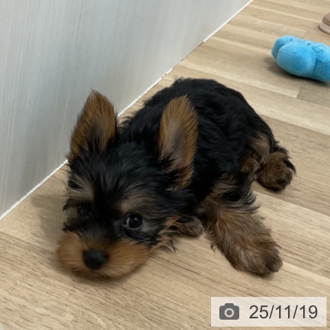 愛知県のヨークシャーテリア (ペットプラス 熱田店/2025年9月13日生まれ/男の子/スチールブルータン)の子犬の4枚目の画像