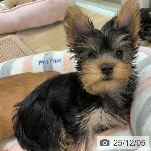 愛知県のヨークシャーテリア (ペットプラス 熱田店/2025年9月13日生まれ/男の子/スチールブルータン)の子犬の3枚目の画像
