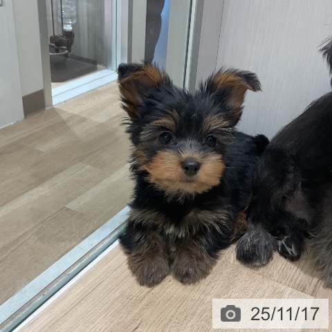 ペットプラス 鈴鹿店 | ヨークシャー・テリアの詳細情報 | 子犬・子猫