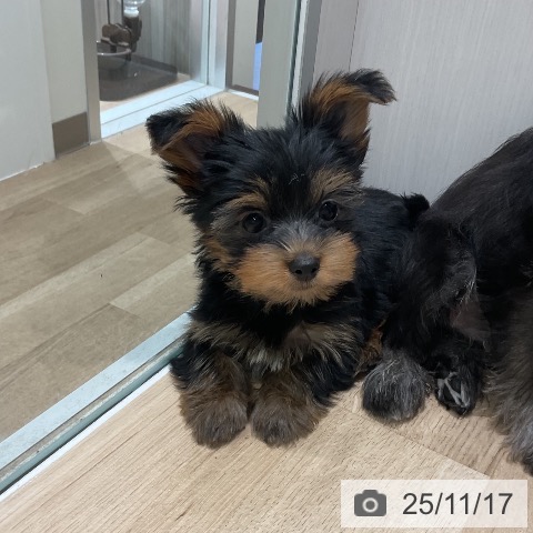 三重県のヨークシャーテリア (ペットプラス 鈴鹿店/2025年9月13日生まれ/男の子/スチールブルータン)の子犬の4枚目の画像