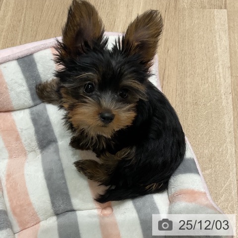 三重県のヨークシャーテリア (ペットプラス 鈴鹿店/2025年9月13日生まれ/男の子/スチールブルータン)の子犬の3枚目の画像